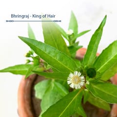 Blue Nectar Briganantadi Hair Repair & Treatment Hair Oil (9 Herbs, 200 ml)
